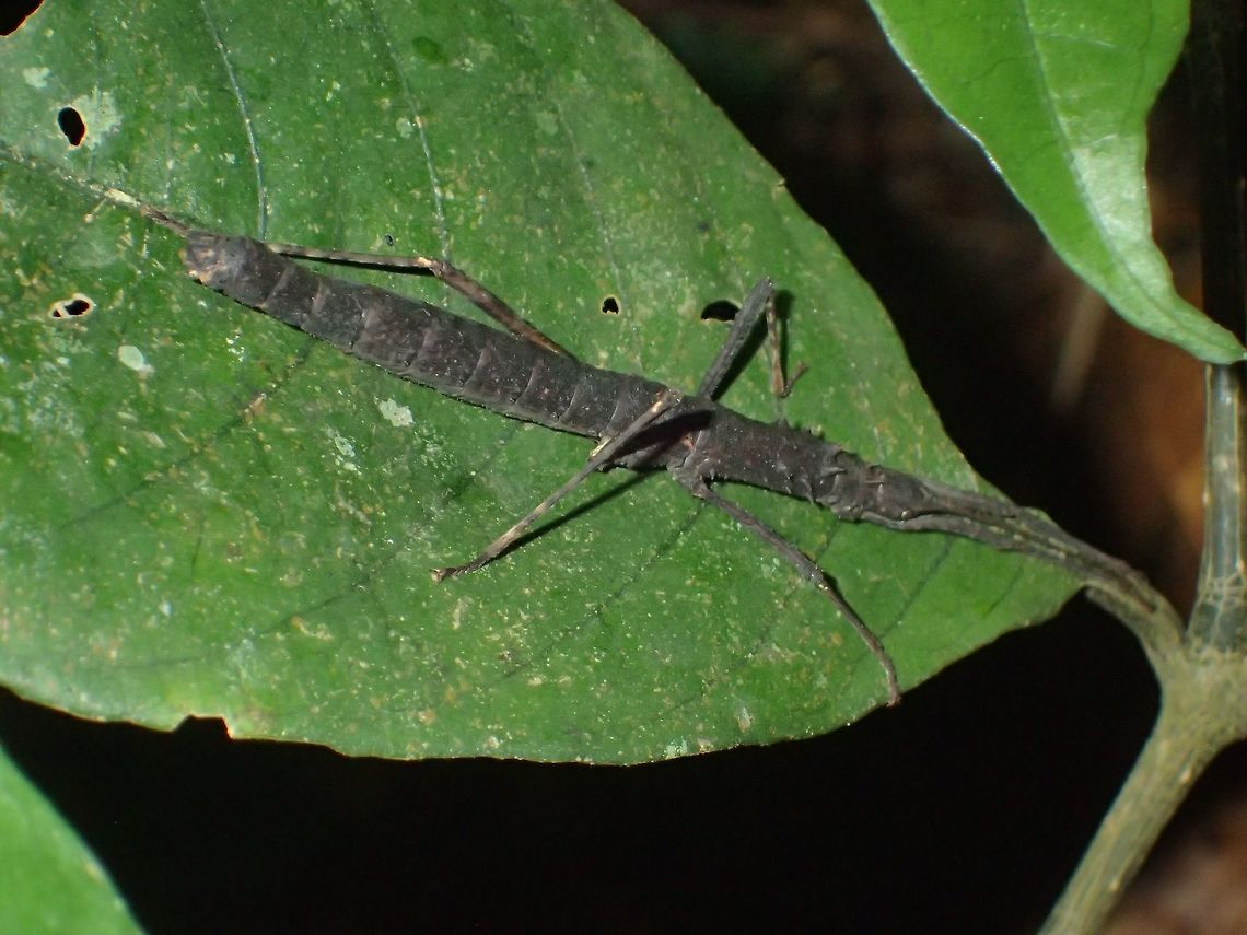 Stick Insect, Phasmid - Neohirasea unnoi This is a Female Phasmid of the species Neohirasea unnoi, previously known as Menexenus unnoi.<br />
They are a highland species and endemic to Cameron Highlands.<br />
Highly variable in colours - brown, green and black with or in combination with tiny spines on the sides of their <br />
thorax.<br />
<br />
<figure class="photo"><a href="https://www.jungledragon.com/image/44367/stick_insect_phasmid_-_neohirasea_unnoi.html" title="Stick Insect, Phasmid - Neohirasea unnoi"><img src="https://s3.amazonaws.com/media.jungledragon.com/images/2994/44367_thumb.jpg?AWSAccessKeyId=05GMT0V3GWVNE7GGM1R2&Expires=1769040010&Signature=dVDNYEh2YKAOgn3rIzDQXJ5deuI%3D" width="200" height="150" alt="Stick Insect, Phasmid - Neohirasea unnoi This is a Female Phasmid of the species Neohirasea unnoi, previously known as Menexenus unnoi.<br />
They are a highland species and endemic to Cameron Highlands.<br />
Highly variable in colours - brown, green and black with or in combination with tiny spines on the sides of their thorax.<br />
<br />
https://www.jungledragon.com/image/44369/stick_insect_phasmid_-_neohirasea_unnoi.html<br />
<br />
https://www.jungledragon.com/image/44368/stick_insect_phasmid_-_neohirasea_unnoi.html<br />
 Cameron Highlands,Geotagged,Malaysia,Neohirasea unnoi,Phasmid,Stick Insect,Summer,Tanah Rata" /></a></figure><br />
<br />
<figure class="photo"><a href="https://www.jungledragon.com/image/44369/stick_insect_phasmid_-_neohirasea_unnoi.html" title="Stick Insect, Phasmid - Neohirasea unnoi"><img src="https://s3.amazonaws.com/media.jungledragon.com/images/2994/44369_thumb.jpg?AWSAccessKeyId=05GMT0V3GWVNE7GGM1R2&Expires=1769040010&Signature=Jv358eJ41dv3YscZrM8yN%2ByrAQ8%3D" width="200" height="150" alt="Stick Insect, Phasmid - Neohirasea unnoi This is a Female Phasmid of the species Neohirasea unnoi, previously known as Menexenus unnoi.<br />
They are a highland species and endemic to Cameron Highlands.<br />
Highly variable in colours - brown, green and black with or in combination with tiny spines on the sides of their <br />
thorax.<br />
<br />
https://www.jungledragon.com/image/44368/stick_insect_phasmid_-_neohirasea_unnoi.html<br />
<br />
https://www.jungledragon.com/image/44367/stick_insect_phasmid_-_neohirasea_unnoi.html<br />
 Cameron Highlands,Geotagged,Malaysia,Neohirasea unnoi,Phasmid,Stick Insect,Summer,Tanah Rata" /></a></figure><br />
 Cameron Highlands,Geotagged,Malaysia,Neohirasea unnoi,Phasmid,Stick Insect,Summer,Tanah Rata