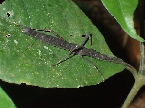 Stick Insect, Phasmid - Neohirasea unnoi This is a Female Phasmid of the species Neohirasea unnoi, previously known as Menexenus unnoi.
They are a highland species and endemic to Cameron Highlands.
Highly variable in colours - brown, green and black with or in combination with tiny spines on the sides of their 
thorax.

https://www.jungledragon.com/image/44367/stick_insect_phasmid_-_neohirasea_unnoi.html

https://www.jungledragon.com/image/44369/stick_insect_phasmid_-_neohirasea_unnoi.html
 Cameron Highlands,Geotagged,Malaysia,Neohirasea unnoi,Phasmid,Stick Insect,Summer,Tanah Rata