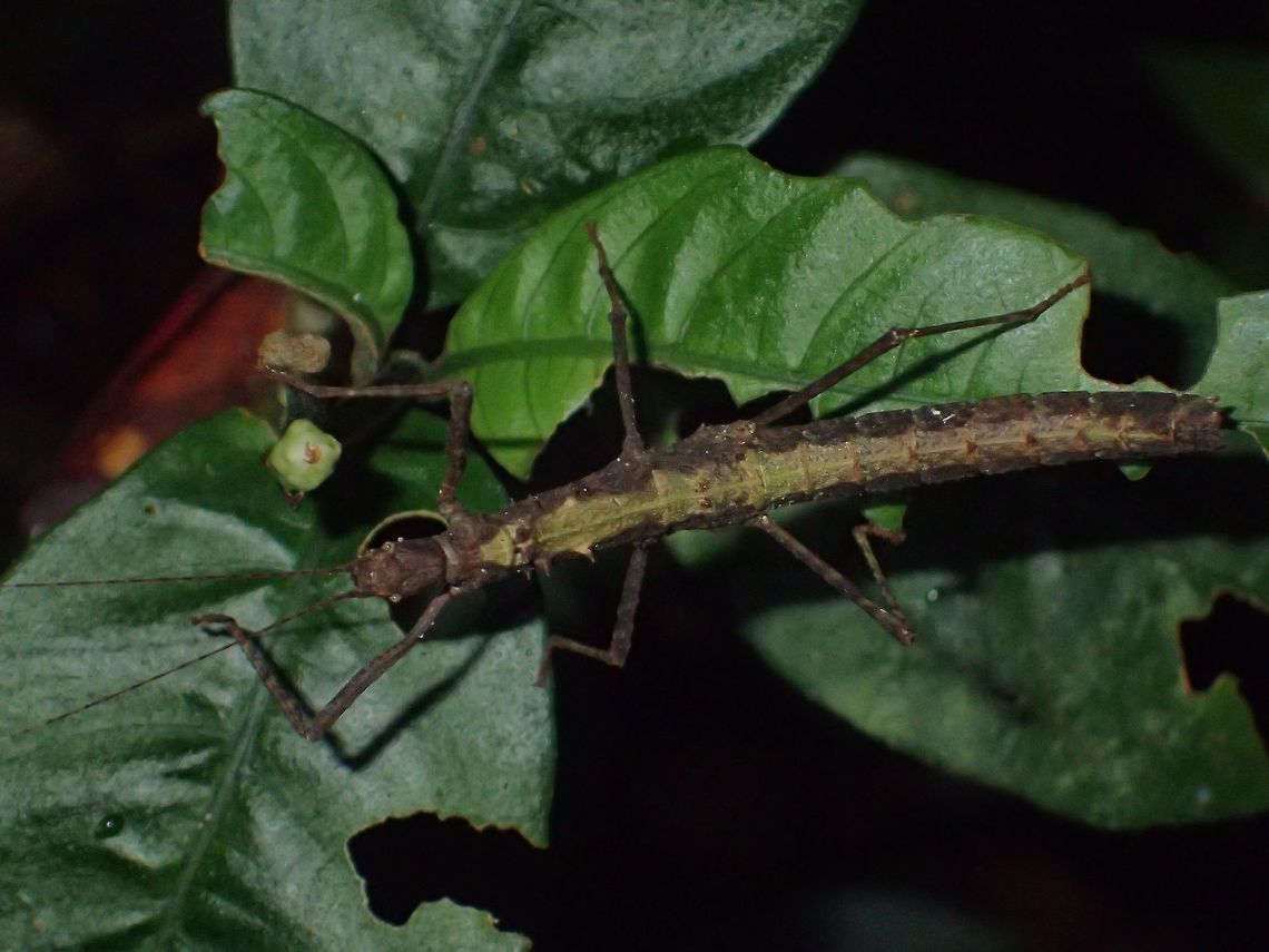 Stick Insect, Phasmid - Neohirasea unnoi This is a Female Phasmid of the species Neohirasea unnoi, previously known as Menexenus unnoi.<br />
They are a highland species and endemic to Cameron Highlands.<br />
Highly variable in colours - brown, green and black with or in combination with tiny spines on the sides of their <br />
thorax.<br />
<br />
<figure class="photo"><a href="https://www.jungledragon.com/image/44368/stick_insect_phasmid_-_neohirasea_unnoi.html" title="Stick Insect, Phasmid - Neohirasea unnoi"><img src="https://s3.amazonaws.com/media.jungledragon.com/images/2994/44368_thumb.jpg?AWSAccessKeyId=05GMT0V3GWVNE7GGM1R2&Expires=1759968010&Signature=y%2BSP0ZLoyBAjuOcJfKYKb49okuE%3D" width="200" height="150" alt="Stick Insect, Phasmid - Neohirasea unnoi This is a Female Phasmid of the species Neohirasea unnoi, previously known as Menexenus unnoi.<br />
They are a highland species and endemic to Cameron Highlands.<br />
Highly variable in colours - brown, green and black with or in combination with tiny spines on the sides of their <br />
thorax.<br />
<br />
https://www.jungledragon.com/image/44367/stick_insect_phasmid_-_neohirasea_unnoi.html<br />
<br />
https://www.jungledragon.com/image/44369/stick_insect_phasmid_-_neohirasea_unnoi.html<br />
 Cameron Highlands,Geotagged,Malaysia,Neohirasea unnoi,Phasmid,Stick Insect,Summer,Tanah Rata" /></a></figure><br />
<br />
<figure class="photo"><a href="https://www.jungledragon.com/image/44367/stick_insect_phasmid_-_neohirasea_unnoi.html" title="Stick Insect, Phasmid - Neohirasea unnoi"><img src="https://s3.amazonaws.com/media.jungledragon.com/images/2994/44367_thumb.jpg?AWSAccessKeyId=05GMT0V3GWVNE7GGM1R2&Expires=1759968010&Signature=cRN%2BFM2phTBnWScaHED%2FbT5DSOo%3D" width="200" height="150" alt="Stick Insect, Phasmid - Neohirasea unnoi This is a Female Phasmid of the species Neohirasea unnoi, previously known as Menexenus unnoi.<br />
They are a highland species and endemic to Cameron Highlands.<br />
Highly variable in colours - brown, green and black with or in combination with tiny spines on the sides of their thorax.<br />
<br />
https://www.jungledragon.com/image/44369/stick_insect_phasmid_-_neohirasea_unnoi.html<br />
<br />
https://www.jungledragon.com/image/44368/stick_insect_phasmid_-_neohirasea_unnoi.html<br />
 Cameron Highlands,Geotagged,Malaysia,Neohirasea unnoi,Phasmid,Stick Insect,Summer,Tanah Rata" /></a></figure><br />
 Cameron Highlands,Geotagged,Malaysia,Neohirasea unnoi,Phasmid,Stick Insect,Summer,Tanah Rata
