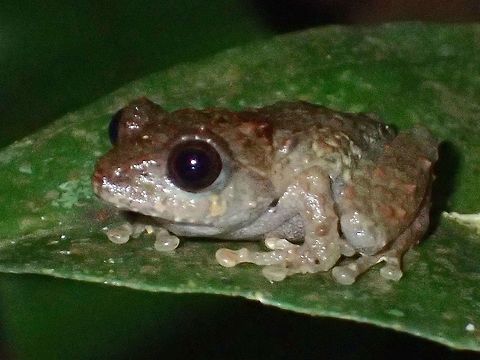 Juvenile Frog - Philautus vermiculatus Baby Frog, seen in montane forest

https://www.jungledragon.com/image/44373/little_froggy.html Cameron Highlands,Frog,Geotagged,Malaysia,Philautus vermiculatus,Summer,Tanah Rata