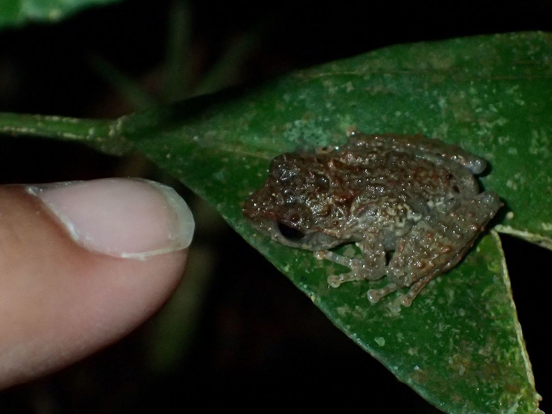 Little Froggy - Philautus vermiculatus Small baby Frog, around 2 cm in size.<br />
<br />
<figure class="photo"><a href="https://www.jungledragon.com/image/44372/juvenile_frog_-_philautus_vermiculatus.html" title="Juvenile Frog - Philautus vermiculatus"><img src="https://s3.amazonaws.com/media.jungledragon.com/images/2994/44372_thumb.jpg?AWSAccessKeyId=05GMT0V3GWVNE7GGM1R2&Expires=1759968010&Signature=Ro1yAcT5lRh0z7pgGC2js7Xy3UI%3D" width="200" height="152" alt="Juvenile Frog - Philautus vermiculatus Baby Frog, seen in montane forest<br />
<br />
https://www.jungledragon.com/image/44373/little_froggy.html Cameron Highlands,Frog,Geotagged,Malaysia,Philautus vermiculatus,Summer,Tanah Rata" /></a></figure> Cameron Highlands,Frog,Geotagged,Malaysia,Philautus vermiculatus,Summer,Tanah Rata