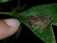 Little Froggy - Philautus vermiculatus Small baby Frog, around 2 cm in size.<br />
<br />
https://www.jungledragon.com/image/44372/juvenile_frog.html Cameron Highlands,Frog,Geotagged,Malaysia,Philautus vermiculatus,Summer,Tanah Rata