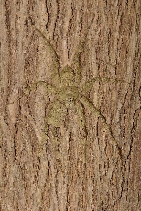 Lichen Huntsman Spider - Pandercetes sp. This Huntsman Spider was very well camouflaged on the tree trunk.<br />
The nearest ID I could get to was Pandercetes sp. Geotagged,Huntsman Spider,Indonesia,Lichen Huntsman Spider,Lombok,Pandercetes sp,Rinjani,Winter
