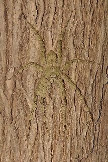Lichen Huntsman Spider - Pandercetes sp. This Huntsman Spider was very well camouflaged on the tree trunk.
The nearest ID I could get to was Pandercetes sp. Geotagged,Huntsman Spider,Indonesia,Lichen Huntsman Spider,Lombok,Pandercetes sp,Rinjani,Winter