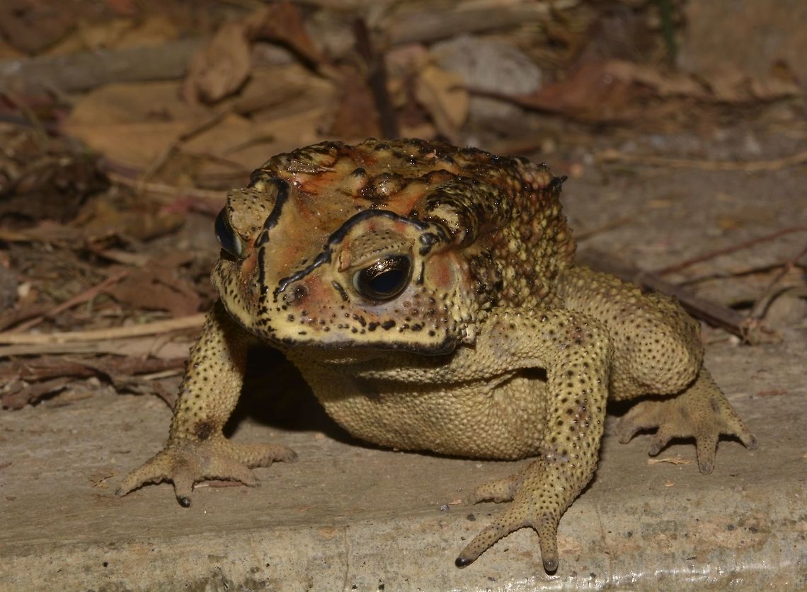 Asian Common Toad This Asian Common Toad - Duttaphrynus melanostictus was quite large in size.<br />
Saw lots of them, seems to be quite common. Asian Common Toad,Duttaphrynus melanostictus,Geotagged,Indonesia,Lomnbok,Rinjani,Toad,Winter