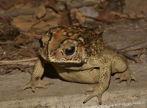 Asian Common Toad This Asian Common Toad - Duttaphrynus melanostictus was quite large in size.
Saw lots of them, seems to be quite common. Asian Common Toad,Duttaphrynus melanostictus,Geotagged,Indonesia,Lomnbok,Rinjani,Toad,Winter