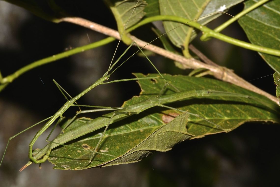 Pair of Phasmid - Necrosciinae This is a pair of Phasmid, quite small and slender.  Male is the smaller on top of the Female.<br />
Almost all green in colour, found around the village of a local friend in Bali Island.<br />
Both Male &amp; Female have short wings, not capable of flight.<br />
The Female has a very long cerci.<br />
This could possibly an undescribed species of Phasmid.<br />
<br />
Eggs of this Phasmids can be seen here :<br />
<br />
<figure class="photo"><a href="https://www.jungledragon.com/image/44393/eggs_of_phasmids.html" title="Eggs of Phasmids"><img src="https://s3.amazonaws.com/media.jungledragon.com/images/2994/44393_thumb.jpg?AWSAccessKeyId=05GMT0V3GWVNE7GGM1R2&Expires=1769040010&Signature=2SZXhRttCwm%2Fx%2FMsrvm997HIR%2Bo%3D" width="200" height="142" alt="Eggs of Phasmids This are the eggs of Phasmids from previous Spotting.<br />
It is very small in size - 1.5 x 1 mm<br />
<br />
Picture of the Phasmids can be seen here :<br />
<br />
https://www.jungledragon.com/image/44392/pair_of_phasmid_-_necrosciinae.html<br />
 Bali,Eggs,Geotagged,Indonesia,Necrosciinae,Padangbai,Phasmid,Stick Insect,Winter" /></a></figure><br />
 Bali,Geotagged,Indonesia,Necrosciinae,Padangbai,Phasmid,Stick Insect,Winter