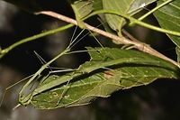 Pair of Phasmid - Necrosciinae This is a pair of Phasmid, quite small and slender.  Male is the smaller on top of the Female.<br />
Almost all green in colour, found around the village of a local friend in Bali Island.<br />
Both Male & Female have short wings, not capable of flight.<br />
The Female has a very long cerci.<br />
This could possibly an undescribed species of Phasmid.<br />
<br />
Eggs of this Phasmids can be seen here :<br />
<br />
https://www.jungledragon.com/image/44393/eggs_of_phasmids.html<br />
 Bali,Geotagged,Indonesia,Necrosciinae,Padangbai,Phasmid,Stick Insect,Winter