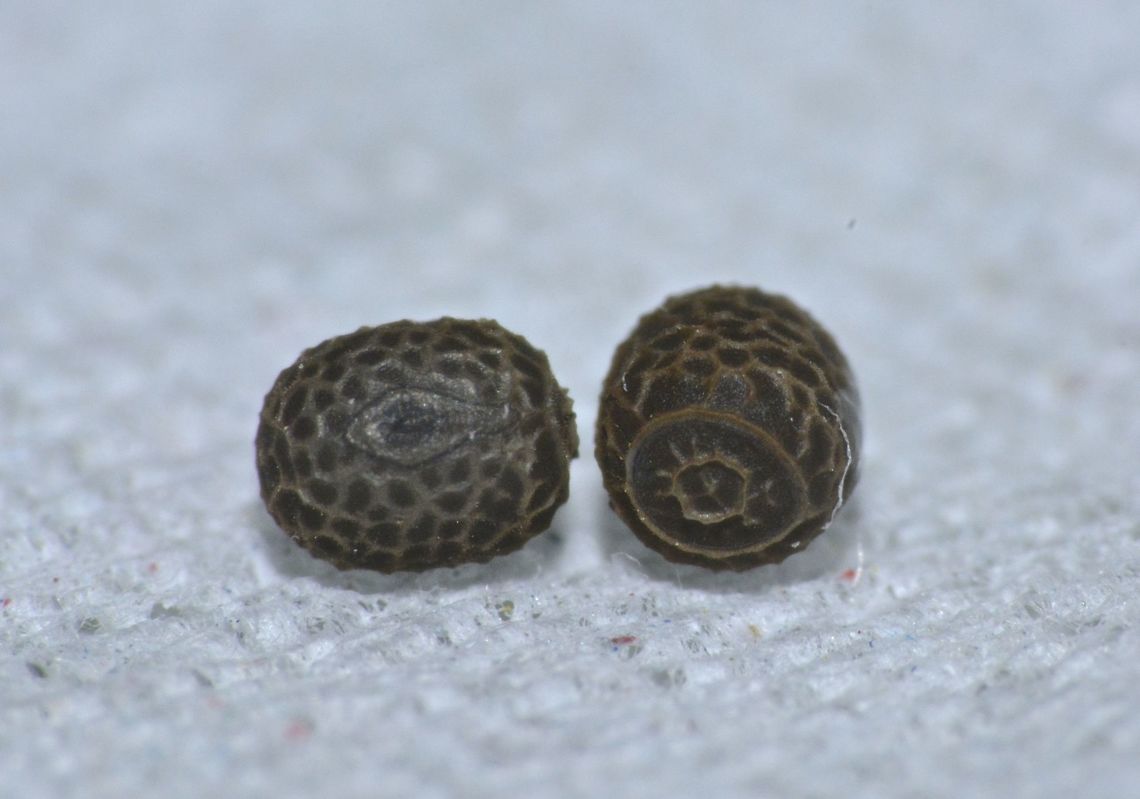 Eggs of Phasmids This are the eggs of Phasmids from previous Spotting.<br />
It is very small in size - 1.5 x 1 mm<br />
<br />
Picture of the Phasmids can be seen here :<br />
<br />
<figure class="photo"><a href="https://www.jungledragon.com/image/44392/pair_of_phasmid_-_necrosciinae.html" title="Pair of Phasmid - Necrosciinae"><img src="https://s3.amazonaws.com/media.jungledragon.com/images/2994/44392_thumb.jpg?AWSAccessKeyId=05GMT0V3GWVNE7GGM1R2&Expires=1769040010&Signature=YLk9TuPstT0%2FYhWT4mVQIlEjoA8%3D" width="200" height="134" alt="Pair of Phasmid - Necrosciinae This is a pair of Phasmid, quite small and slender.  Male is the smaller on top of the Female.<br />
Almost all green in colour, found around the village of a local friend in Bali Island.<br />
Both Male &amp; Female have short wings, not capable of flight.<br />
The Female has a very long cerci.<br />
This could possibly an undescribed species of Phasmid.<br />
<br />
Eggs of this Phasmids can be seen here :<br />
<br />
https://www.jungledragon.com/image/44393/eggs_of_phasmids.html<br />
 Bali,Geotagged,Indonesia,Necrosciinae,Padangbai,Phasmid,Stick Insect,Winter" /></a></figure><br />
 Bali,Eggs,Geotagged,Indonesia,Necrosciinae,Padangbai,Phasmid,Stick Insect,Winter