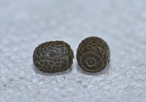 Eggs of Phasmids This are the eggs of Phasmids from previous Spotting.
It is very small in size - 1.5 x 1 mm

Picture of the Phasmids can be seen here :

https://www.jungledragon.com/image/44392/pair_of_phasmid_-_necrosciinae.html
 Bali,Eggs,Geotagged,Indonesia,Necrosciinae,Padangbai,Phasmid,Stick Insect,Winter