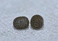 Eggs of Phasmids This are the eggs of Phasmids from previous Spotting.<br />
It is very small in size - 1.5 x 1 mm<br />
<br />
Picture of the Phasmids can be seen here :<br />
<br />
https://www.jungledragon.com/image/44392/pair_of_phasmid_-_necrosciinae.html<br />
 Bali,Eggs,Geotagged,Indonesia,Necrosciinae,Padangbai,Phasmid,Stick Insect,Winter