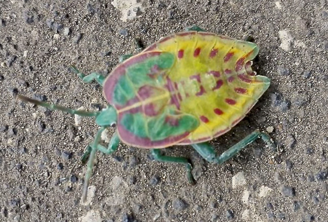 Colourful Stinky Bug This is a nymph of Stink Bug, quite colourful with interesting patterns.<br />
Unfortunately, didn&#039;t have my camera with me, this picture was taken using hand/mobile phone. Bali,Geotagged,Indonesia,Stink Bug,Winter