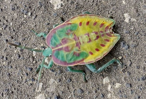 Colourful Stinky Bug This is a nymph of Stink Bug, quite colourful with interesting patterns.
Unfortunately, didn't have my camera with me, this picture was taken using hand/mobile phone. Bali,Geotagged,Indonesia,Stink Bug,Winter