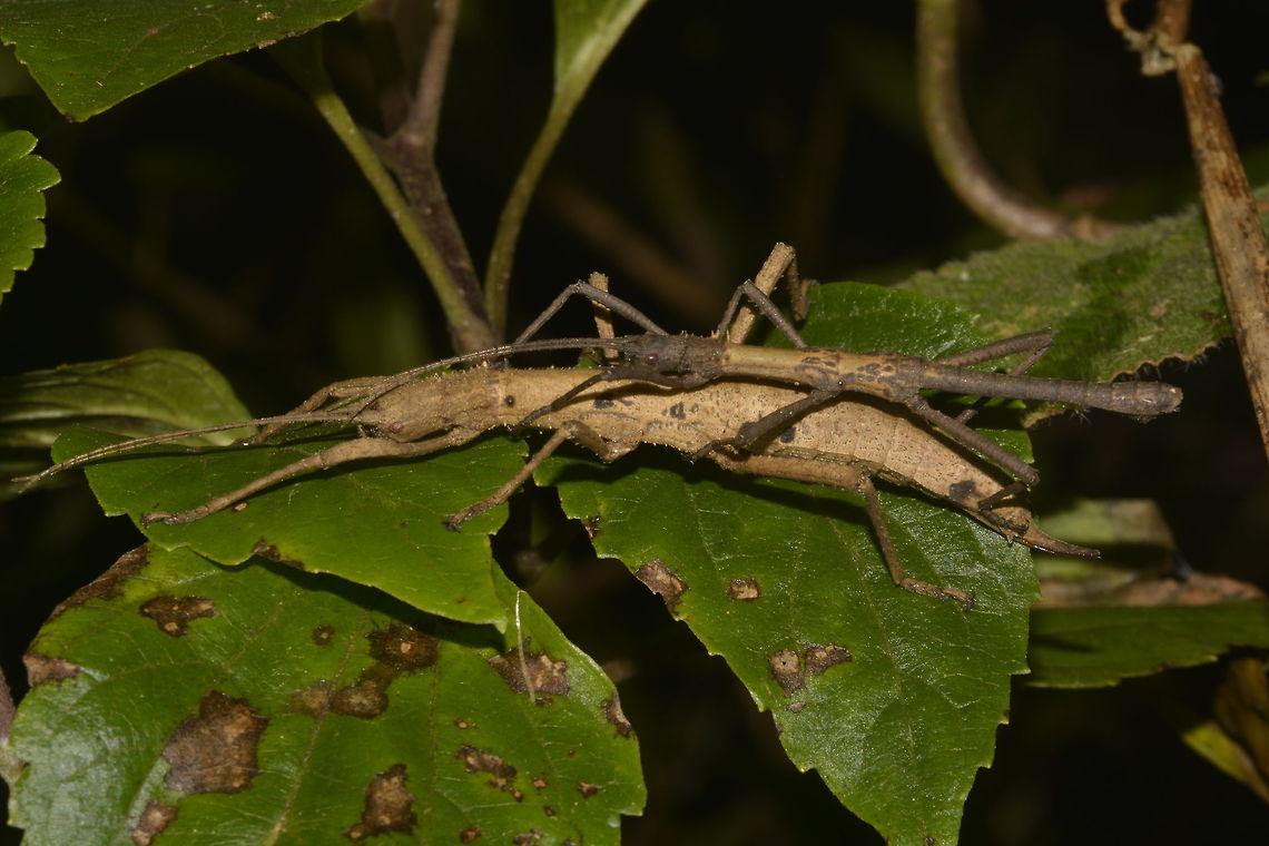 Stick Insect, Phasmid - Eubulides igorrote This is a pair of Phasmid - Eubulides igorrote.  The Male is the slender and smaller one on top and the Female is the lighter brown colour on the bottom.<br />
There are only 3 species described under the genus of Eubulides and this one is from the higher altitude, and possibly for that reason, it is a smaller sized species. Eubulides igorrote,Fall,Geotagged,Nueva Vizcaya,Phasmid,Philippines,Stick Insect