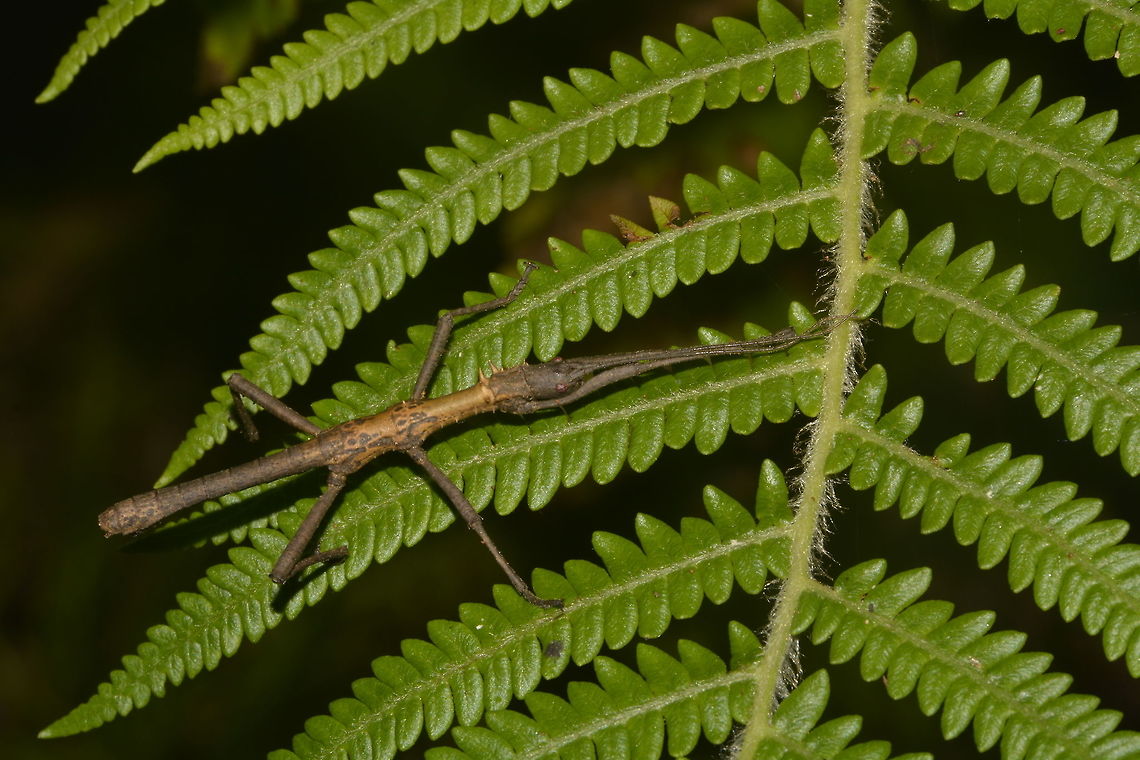 Stick Insect, Phasmid - Eubulides igorrote This is the Male of Phasmid - Eubulides igorrote.<br />
They are from the family of Obrimini, of which one of their key characteristics are the spines.<br />
However, the spines on the genus Eubulides are not very prominent, just some small ones on the thorax.<br />
The Male has some nice markings/patterns on the middle segment of his back. Eubulides igorrote,Fall,Geotagged,Nueva Vizcaya,Phasmid,Philippines,Stick Insect
