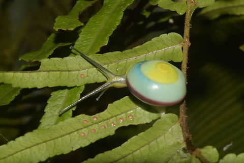Blue Snail One of the most beautiful land Snail that I have come across, they are small in size, the shell size of this one was around 3 cm.  Saw several different ones during this trip, the middle of the shell starts with yellow and it turns to green.  The bigger ones like this particular picture will takes on the turquoise blue in the other shell.  There is a brown band on the side of the shell.

Have posted this to a Snail/Gastropod forum for ID and the possible genus ID I received was Asperitas.

Have also contacted local (Filipino) University for help with the ID but they were more interested to know of the 'exact' location where I found this Snail.

Picture of a smaller Snail without the blue colour on the shell can be seen here :

https://www.jungledragon.com/image/44409/snail.html
 Fall,Gastropod,Geotagged,Nueva Vizcaya,Philippines,Snail