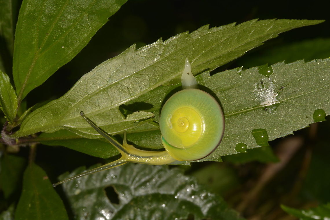Snail This small Snail was found in the same location as previous Spotting.<br />
The Shell is mostly Yellow in the centre to green on the outer shell.  A hint of blue is showing towards the end and it also has the brown band on the side of its shell.<br />
<br />
Picture of a bigger similar Snail can be seen here :<br />
<br />
<figure class="photo"><a href="https://www.jungledragon.com/image/44408/blue_snail.html" title="Blue Snail"><img src="https://s3.amazonaws.com/media.jungledragon.com/images/2994/44408_thumb.JPG?AWSAccessKeyId=05GMT0V3GWVNE7GGM1R2&Expires=1769040010&Signature=%2FWyQ3F0F6krXlP68Gm%2B2nhf3d38%3D" width="200" height="134" alt="Blue Snail One of the most beautiful land Snail that I have come across, they are small in size, the shell size of this one was around 3 cm.  Saw several different ones during this trip, the middle of the shell starts with yellow and it turns to green.  The bigger ones like this particular picture will takes on the turquoise blue in the other shell.  There is a brown band on the side of the shell.<br />
<br />
Have posted this to a Snail/Gastropod forum for ID and the possible genus ID I received was Asperitas.<br />
<br />
Have also contacted local (Filipino) University for help with the ID but they were more interested to know of the 'exact' location where I found this Snail.<br />
<br />
Picture of a smaller Snail without the blue colour on the shell can be seen here :<br />
<br />
https://www.jungledragon.com/image/44409/snail.html<br />
 Fall,Gastropod,Geotagged,Nueva Vizcaya,Philippines,Snail" /></a></figure><br />
 Fall,Gastropod,Geotagged,Nueva Vizcaya,Philippines,Snail