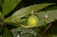 Snail This small Snail was found in the same location as previous Spotting.<br />
The Shell is mostly Yellow in the centre to green on the outer shell.  A hint of blue is showing towards the end and it also has the brown band on the side of its shell.<br />
<br />
Picture of a bigger similar Snail can be seen here :<br />
<br />
https://www.jungledragon.com/image/44408/blue_snail.html<br />
 Fall,Gastropod,Geotagged,Nueva Vizcaya,Philippines,Snail