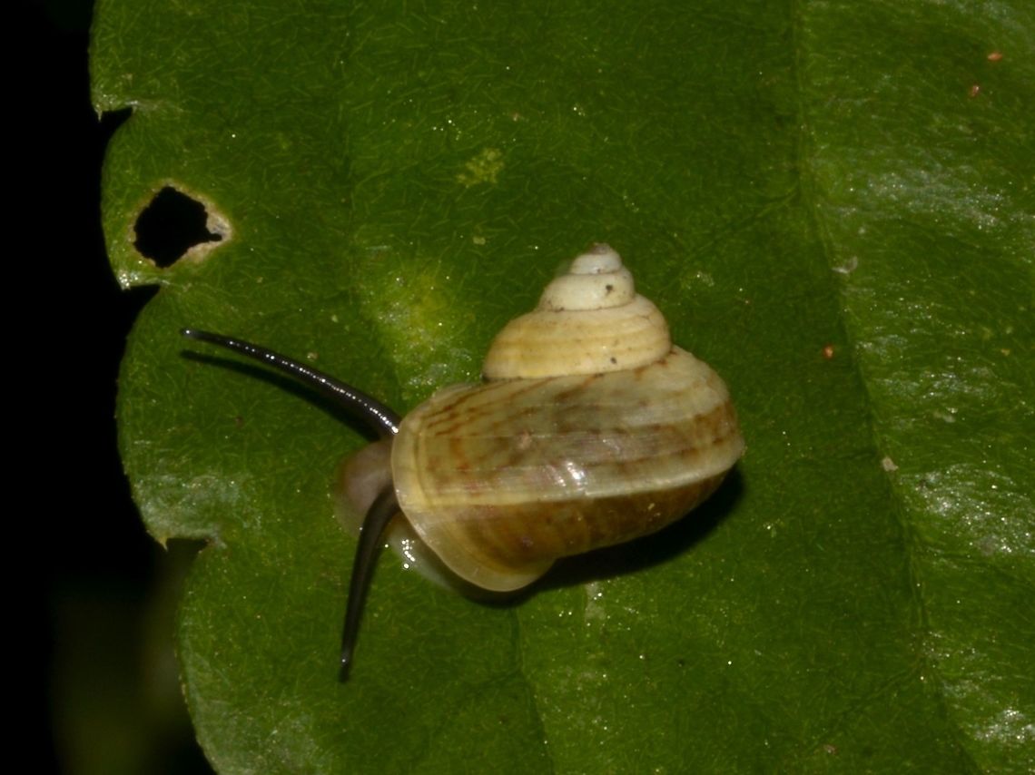 Snail Small sized land Snail.<br />
Found in montane forest Fall,Gastropod,Geotagged,Nueva Vizcaya,Philippines,Snail