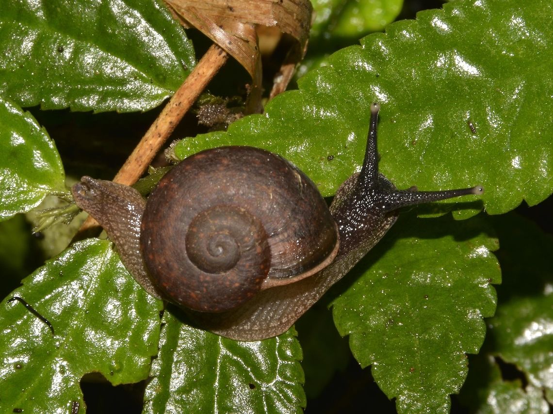 Snail Snail, found in montane foret Fall,Gastropod,Geotagged,Nueva Vizcaya,Philippines,Snail