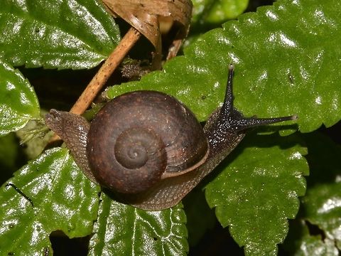 Snail Snail, found in montane foret Fall,Gastropod,Geotagged,Nueva Vizcaya,Philippines,Snail