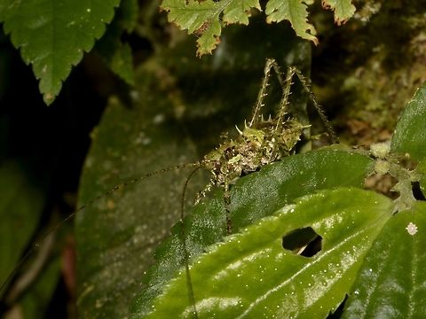 Lichen Katydid This Katydid was seen in a montane forest, quite mossy surrounding, probably it is taking the lichen/mossy look. Fall,Geotagged,Katydid,Lichen Katydid,Nueva Vizcaya,Philippines