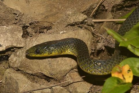 Philippines Shrub Snake - Oxyrabdium leporinum Seen in montane forest, this Philippines Shrub Snake was out hunting at night. Fall,Geotagged,Günther's Philippine Shrub Snake,Nueva Vizcaya,Oxyrhabdium leporinum,Philippines