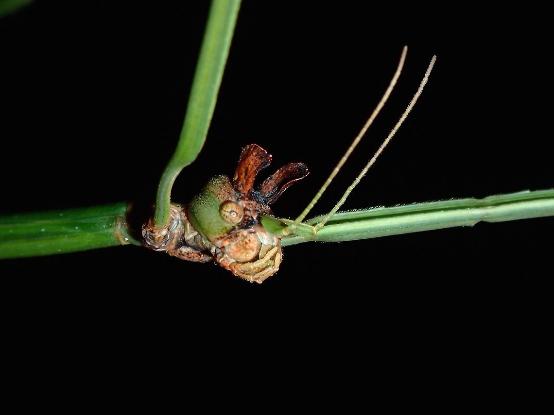 Micky Mouse Stick This species, Ramulus nematodes is fondly called Micky Mouse for the 2 ear-like lobes above her head.<br />
They are slender and quite long, body length of around 19-20cm and with front legs extended, reaching slightly more than 30cm.<br />
<br />
This is a female, mostly green in colour with brown in the leg joints and she has spines on her middle legs.<br />
<br />
Note : They usually hangs upside down, but this picture was rotated for easier reference. Geotagged,Great Thin Stick Insect,Malaysia,Phasmid,Ramulus nematodes,Sarawak,Similajau,Stick insect,Summer