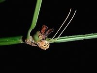 Micky Mouse Stick This species, Ramulus nematodes is fondly called Micky Mouse for the 2 ear-like lobes above her head.<br />
They are slender and quite long, body length of around 19-20cm and with front legs extended, reaching slightly more than 30cm.<br />
<br />
This is a female, mostly green in colour with brown in the leg joints and she has spines on her middle legs.<br />
<br />
Note : They usually hangs upside down, but this picture was rotated for easier reference. Geotagged,Great Thin Stick Insect,Malaysia,Phasmid,Ramulus nematodes,Sarawak,Similajau,Stick insect,Summer