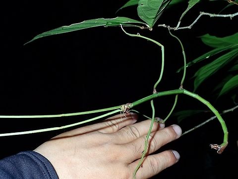 Stick Insect, Phasmid - Ramulus nematodes The species, Ramulus nematodes is a long and slender Phasmid.  Put my hand next to it for size reference.
The key feature of the female of this species is the ear-like lobes above her head, making her look like Micky Mouse, or it should be Minnie Mouse since its a female.

Close-up of the head can be seen here :

https://www.jungledragon.com/image/44518/micky_mouse_stick.html

 Geotagged,Great Thin Stick Insect,Malaysia,Phasmid,Ramulus nematodes,Sarawak,Stick Insect,Summer