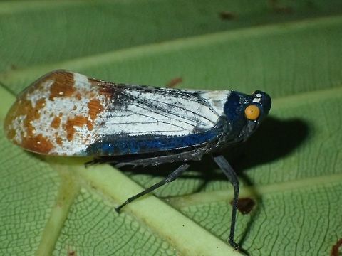 Planthopper - Penthicodes farinosa This Planhopper - penthicodes farinosa has yellow eyes.
 Geotagged,Malaysia,Peleng Island lantern bug,Penthicodes farinosa,Planthopper,Sarawak,Summer