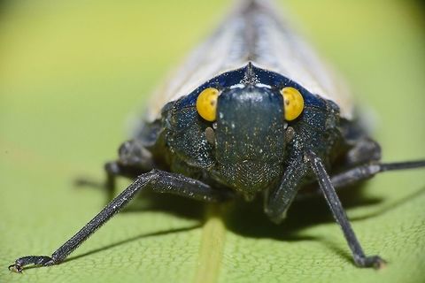 Yellow eyes This Planthopper - Penthicodes farinosa has yellow eyes Geotagged,Malaysia,Peleng Island lantern bug,Penthicodes farinosa,Planthopper,Sarawak,Summer