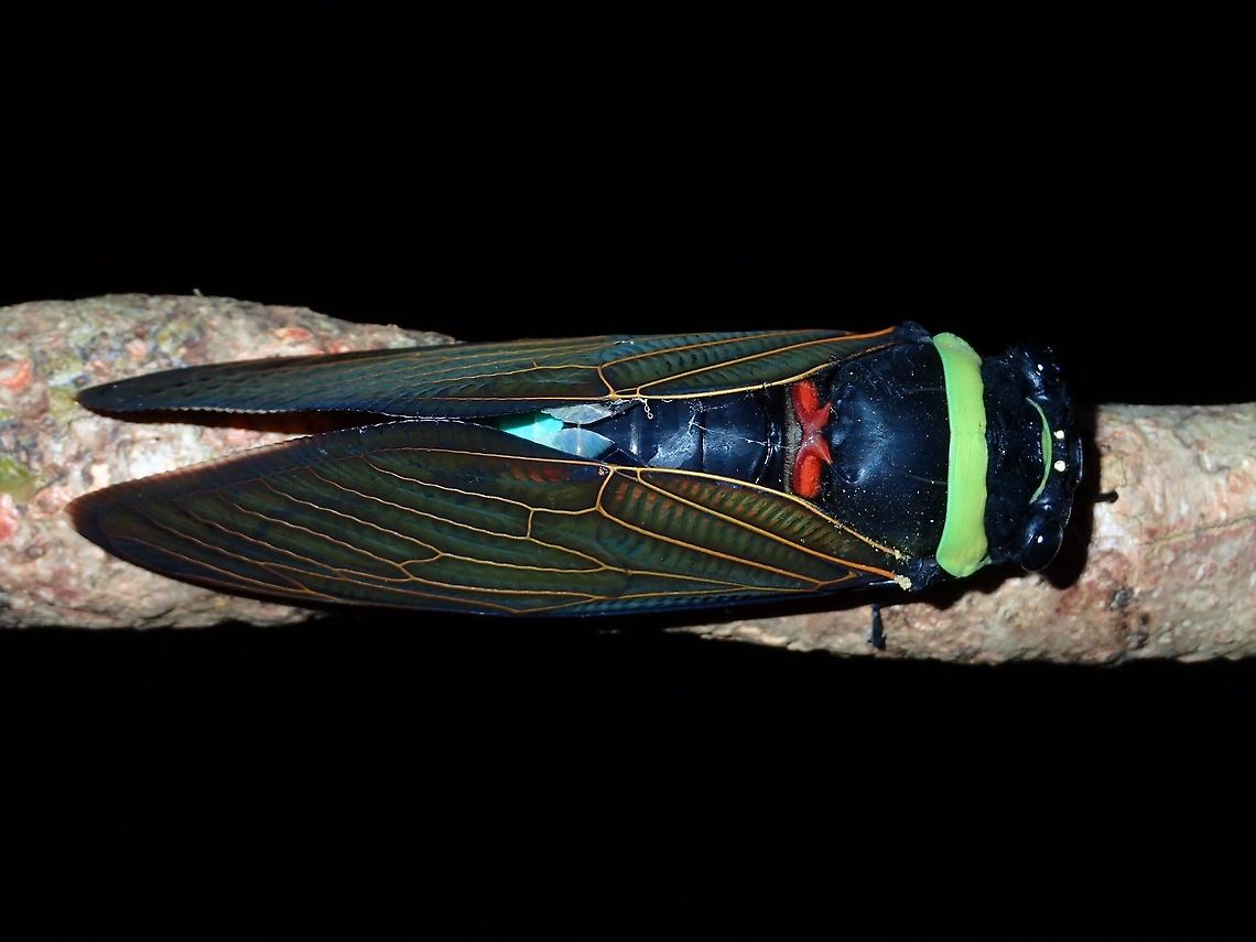 Emperor Cicada This Emperor Cicada - Tacua speciosa is a very large sized Cicada and very colourful too.<br />
During this trip, saw lots of them, mostly attracted by the light outside my room, but also saw them in the forest.<br />
They have a band on the thorax, in this one, its light green but there are others with yellow band too. Emperor Cicada,Geotagged,Malaysia,Summer,Tacua speciosa
