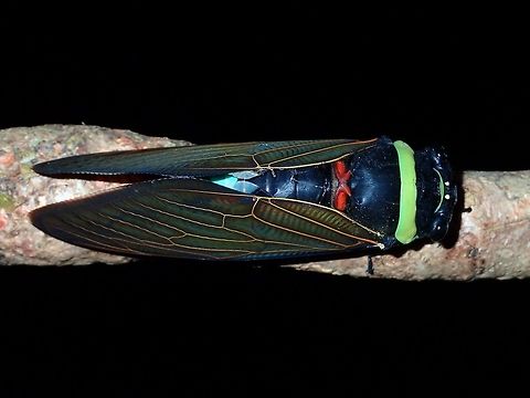 Emperor Cicada This Emperor Cicada - Tacua speciosa is a very large sized Cicada and very colourful too.
During this trip, saw lots of them, mostly attracted by the light outside my room, but also saw them in the forest.
They have a band on the thorax, in this one, its light green but there are others with yellow band too. Emperor Cicada,Geotagged,Malaysia,Summer,Tacua speciosa
