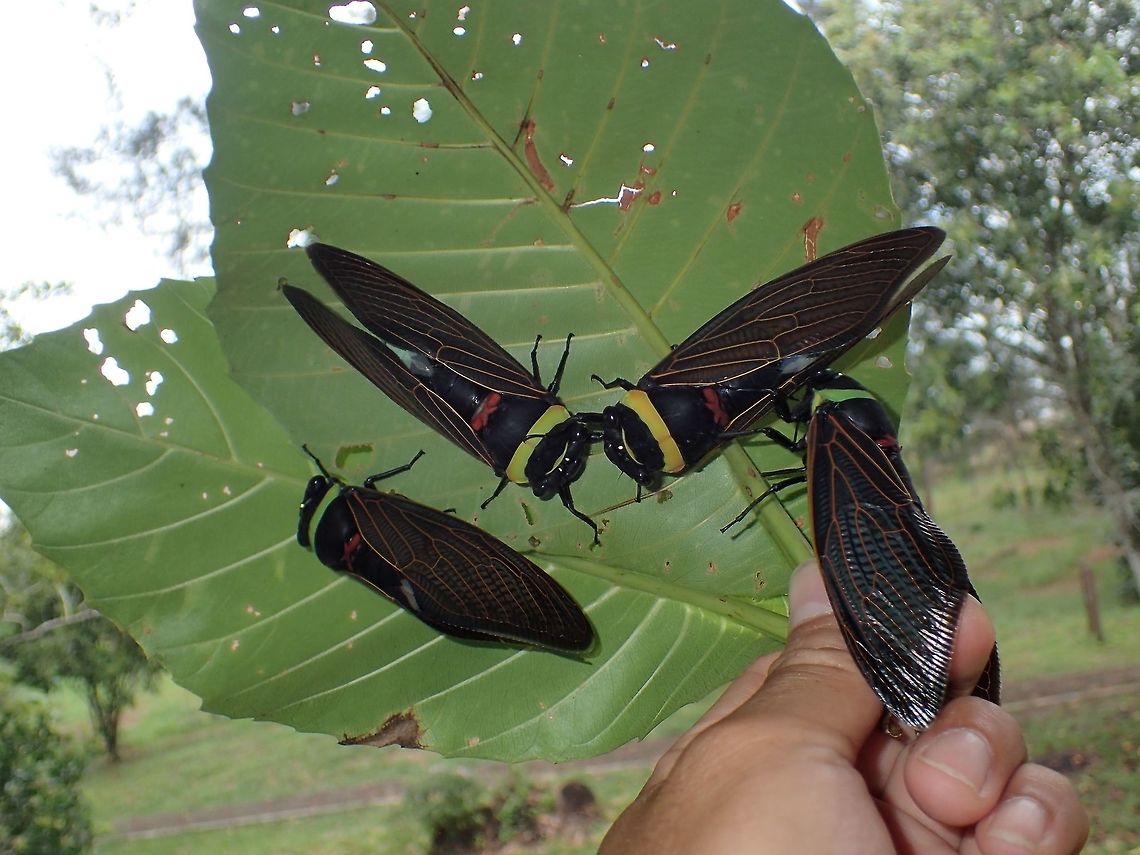 Emperor Cicada I know this picture is a bit ridiculous, there were many of them that were attracted by the light of the room I was staying at Similajau National Park. Besides this Emperor Cicada, there were at least 3 other varieties of Cicada, loads of them, attracted by the light.<br />
<br />
Most of them died by the next day, not sure the reason why.  Those that didn't die, they were swept and discarded by the housekeeping staff who came to clean outside the room as there were too many insects, mostly moths and cicadas but also Praying Mantis.<br />
<br />
In this picture of 4 of them, can see the variation in the green and yellow band on their thorax. Emperor Cicada,Geotagged,Malaysia,Sarawak,Summer,Tacua speciosa