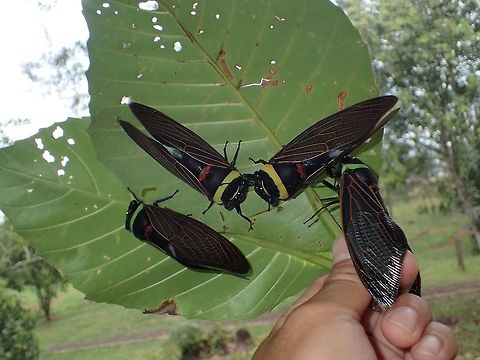 Emperor Cicada I know this picture is a bit ridiculous, there were many of them that were attracted by the light of the room I was staying at Similajau National Park. Besides this Emperor Cicada, there were at least 3 other varieties of Cicada, loads of them, attracted by the light.

Most of them died by the next day, not sure the reason why.  Those that didn't die, they were swept and discarded by the housekeeping staff who came to clean outside the room as there were too many insects, mostly moths and cicadas but also Praying Mantis.

In this picture of 4 of them, can see the variation in the green and yellow band on their thorax. Emperor Cicada,Geotagged,Malaysia,Sarawak,Summer,Tacua speciosa