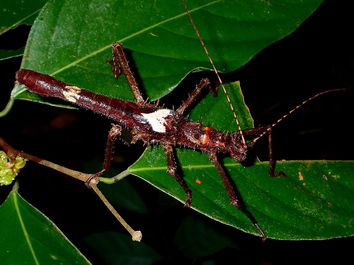 Stick Insect, Phasmid - Haaniella echinata This is a Male Phasmid from the species Haaniella echinata.<br />
They are quite spiny and as they are quite a large and robust species, the spines are tough and sharp.<br />
The white patch on his back is its false wings.<br />
<br />
The Female of this species can be seen here :<br />
<br />
<figure class="photo"><a href="https://www.jungledragon.com/image/44526/kung-fu_phasmid.html" title="Kung-Fu Phasmid"><img src="https://s3.amazonaws.com/media.jungledragon.com/images/2994/44526_thumb.jpg?AWSAccessKeyId=05GMT0V3GWVNE7GGM1R2&Expires=1769040010&Signature=N%2Bc4rrrG4SoPfY16HZ97niWjktM%3D" width="200" height="150" alt="Kung-Fu Phasmid This is the Female Phasmid of the species Haaniella echinata.<br />
She is very large size and full of big spines.<br />
The picture shows her in her defensive stance.  She can use the spines on the back legs to strike at her predators.<br />
<br />
The Male of this species can be seen here :<br />
<br />
https://www.jungledragon.com/image/44525/stick_insect_phasmid_-_haaniella_echinata.html Geotagged,Haaniella echinata,Malaysia,Phasmid,Prickly Haaniella,Sarawak,Stick Insect,Summer" /></a></figure><br />
 Geotagged,Haaniella echinata,Malaysia,Phasmid,Sarawak,Stick Insect,Summer