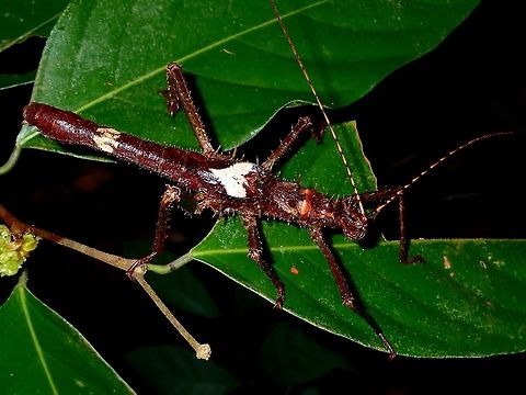 Stick Insect, Phasmid - Haaniella echinata This is a Male Phasmid from the species Haaniella echinata.
They are quite spiny and as they are quite a large and robust species, the spines are tough and sharp.
The white patch on his back is its false wings.

The Female of this species can be seen here :

https://www.jungledragon.com/image/44526/kung-fu_phasmid.html
 Geotagged,Haaniella echinata,Malaysia,Phasmid,Sarawak,Stick Insect,Summer