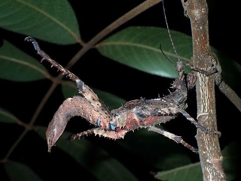 Kung-Fu Phasmid This is the Female Phasmid of the species Haaniella echinata.
She is very large size and full of big spines.
The picture shows her in her defensive stance.  She can use the spines on the back legs to strike at her predators.

The Male of this species can be seen here :

https://www.jungledragon.com/image/44525/stick_insect_phasmid_-_haaniella_echinata.html Geotagged,Haaniella echinata,Malaysia,Phasmid,Prickly Haaniella,Sarawak,Stick Insect,Summer