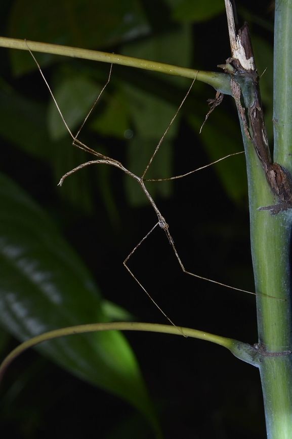 Stick Ballerina - Phobaeticus sp This is a nymph of Phasmid from the genus Phoebaticus.<br />
They are known to be very slender with extremely long legs and body.  Infact, the species Phobaeticus chani from Borneo is currently holding the world record as the longest Phasmid in the world with body length of 357mm and 567mm with extended front legs. Geotagged,Malaysia,Phasmid,Phoebaticus,Sarawak,Stick Insect,Summer