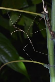 Stick Ballerina - Phobaeticus sp This is a nymph of Phasmid from the genus Phoebaticus.
They are known to be very slender with extremely long legs and body.  Infact, the species Phobaeticus chani from Borneo is currently holding the world record as the longest Phasmid in the world with body length of 357mm and 567mm with extended front legs. Geotagged,Malaysia,Phasmid,Phoebaticus,Sarawak,Stick Insect,Summer