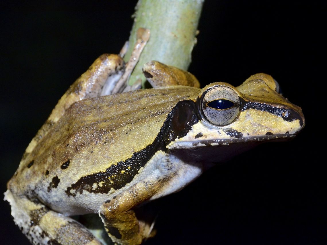 Tree Frog  Dark-eared treefrog,Frog,Geotagged,Malaysia,Polypedates macrotis,Sarawak,Summer