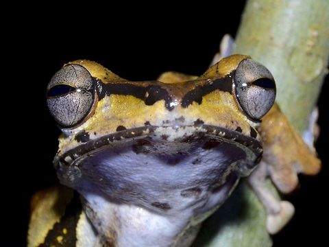 Tree Frog This guys pose very well on tree trunks Dark-eared treefrog,Frog,Geotagged,Malaysia,Polypedates macrotis,Sarawak,Summer