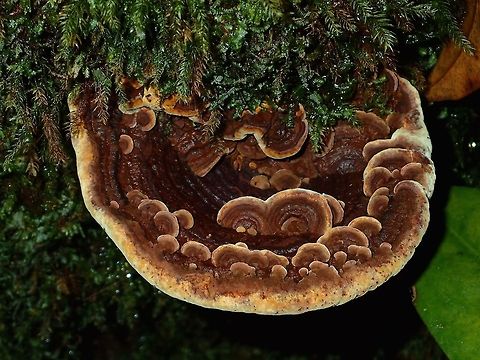 Fungi It seems like smaller Fungi are growing on/within the bigger Fungi Fungi,Geotagged,Malaysia,Sarawak,Summer