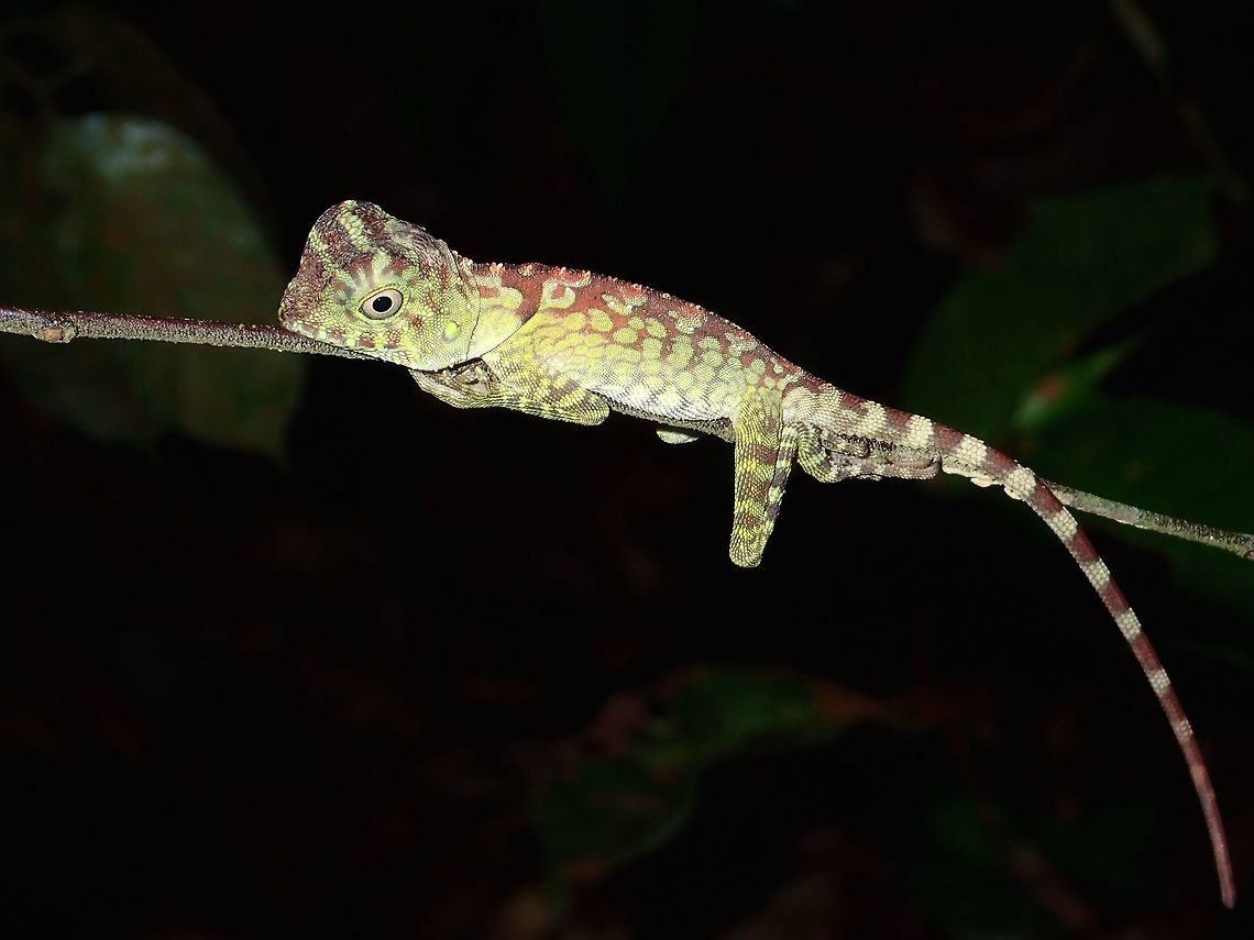 Borneo Forest Dragon This is a juvenile Borneo Forest Dragon - Gonocephalus borneensis, seen during a night walk. Borneo Anglehead Lizard,Borneo Forest Dragon,Geotagged,Gonocephalus bornensis,Malaysia,Sarawak,Summer