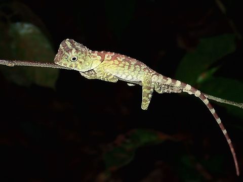 Borneo Forest Dragon This is a juvenile Borneo Forest Dragon - Gonocephalus borneensis, seen during a night walk. Borneo Anglehead Lizard,Borneo Forest Dragon,Geotagged,Gonocephalus bornensis,Malaysia,Sarawak,Summer