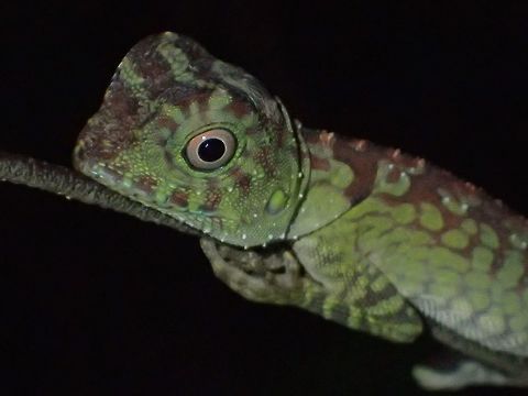 Borneo Forest Dragon - Gonocephalus borneensis This is a close-up picture of the juvenile Borneo Forest Dragon - Gonocephalus borneensis.

The full animal can be seen here :

https://www.jungledragon.com/image/44539/borneo_forest_dragon.html
 Borneo Anglehead Lizard,Borneo Forest Dragon,Geotagged,Gonocephalus bornensis,Malaysia,Sarawak,Summer