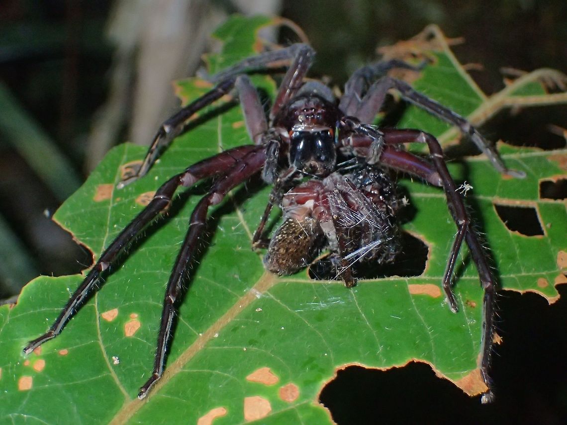 Spider eating Spider This Spider is eating another smaller Spider, which looks like similar species.<br />
Am wondering if its the Male that she is eating after they mated. Geotagged,Malaysia,Sarawak,Spider,Summer
