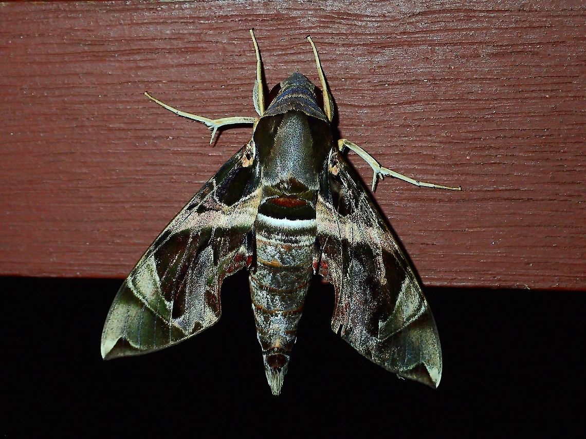 Hawkmoth A very colourful and nice patterns on this Hawkmoth Daphnis hypothous,Geotagged,Hawkmoth,Jade hawkmoth,Malaysia,Moth,Sarawak,Summer