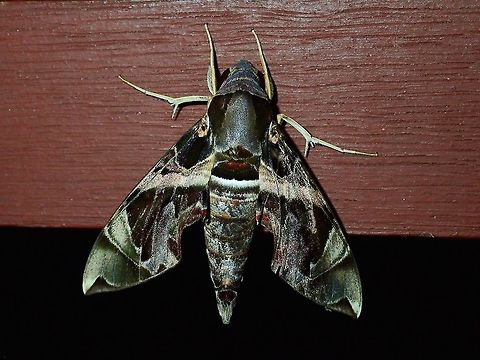 Hawkmoth A very colourful and nice patterns on this Hawkmoth Daphnis hypothous,Geotagged,Hawkmoth,Jade hawkmoth,Malaysia,Moth,Sarawak,Summer